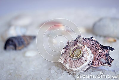 Decorative seashell Angaria delphinus Stock Photo